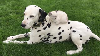 Beautiful Dalmatian hangs out with his sweet kitten