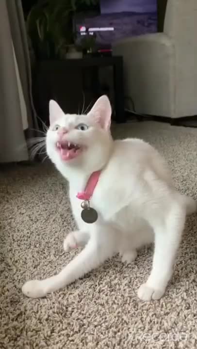 Cute Cat Singing Ah Aaaaa aa | Cute Animal Videos | #shorts