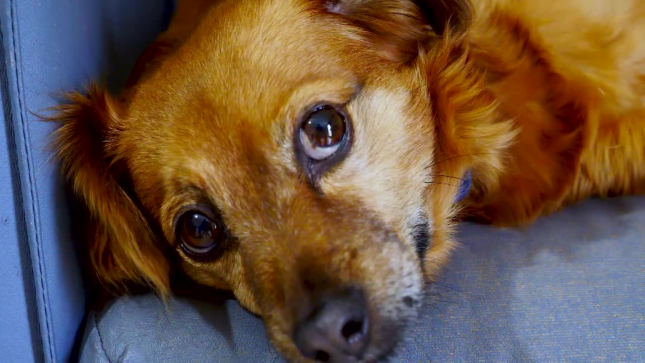 cute dog