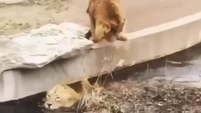 Best New Two Lion animal Funny Video