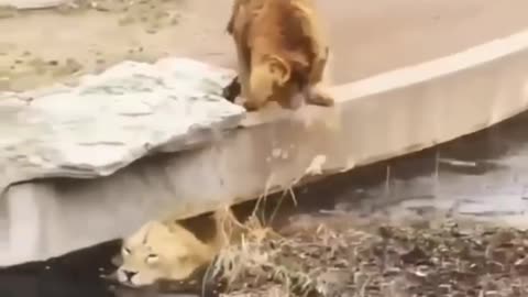 Best New Two Lion animal Funny Video