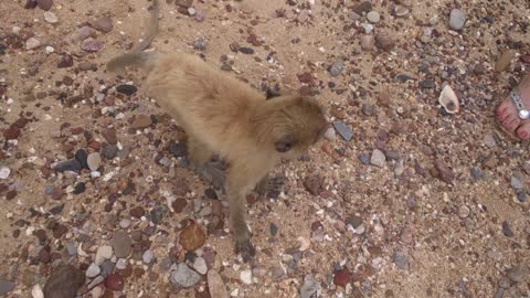 Monkey Island (Koh Pet, Pattaya)