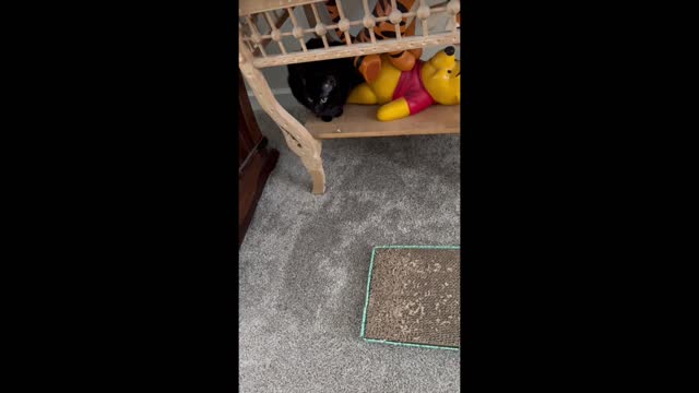 Adopting a Cat from a Shelter Vlog - Precious Piper Hides from Vacuum Cleaner #shorts