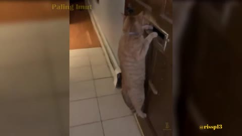 Cat videos that make you laugh out loud😹😹😹