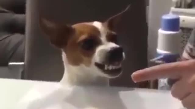 dog gets angry when the owner tries to take his cake 🍰