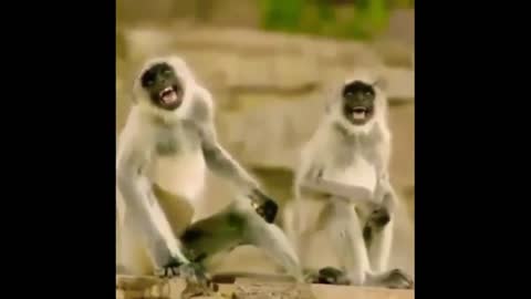 Monkey, caught on cam laughing 🤣😂