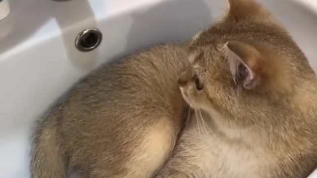 Funny & Cute compilation | Cute compilation. #shorts