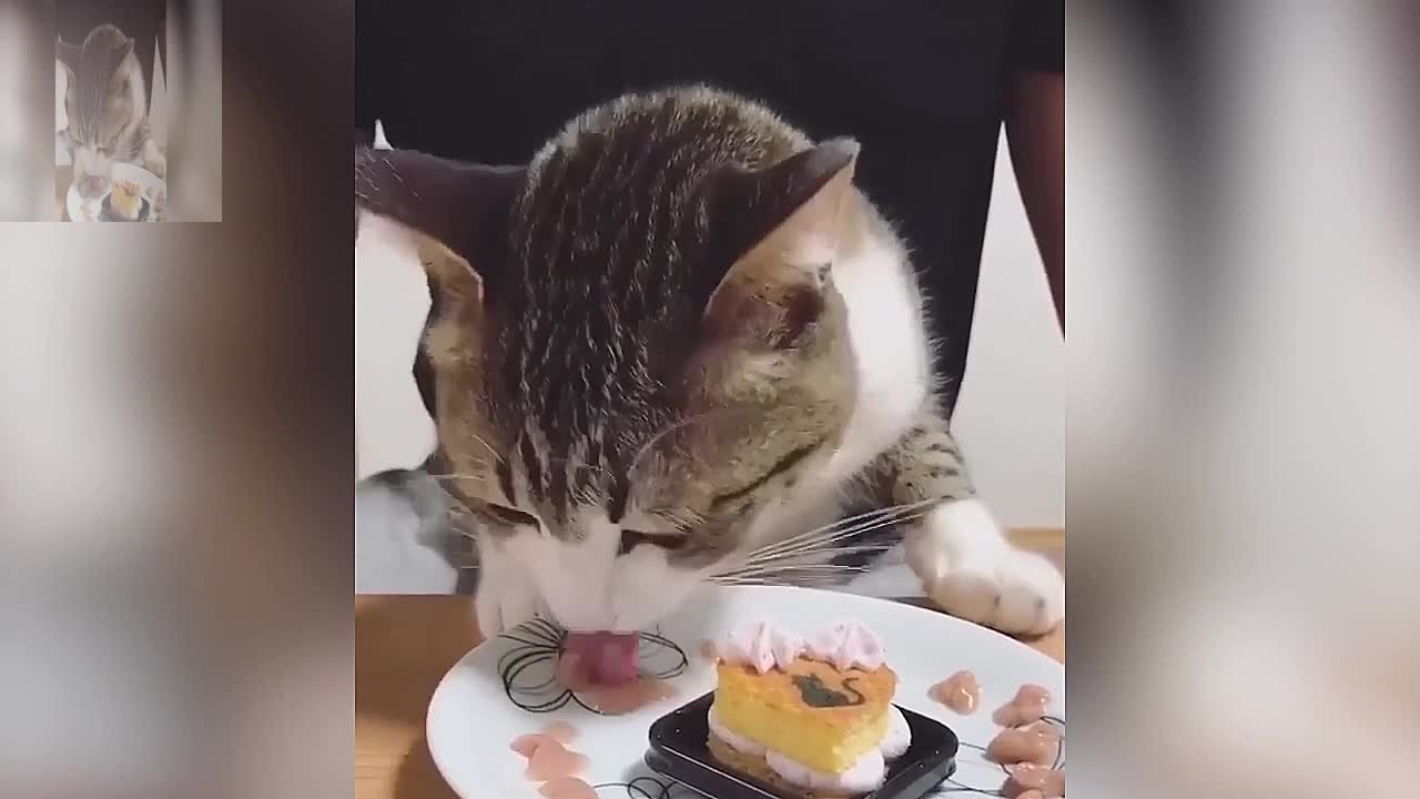 The cat is eating cream cake