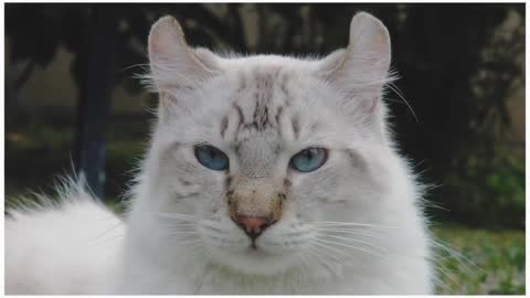 Highlander Lynx/Cat 101 : Breed & Personality (Incredible)