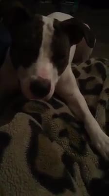 Pitbull is afraid of a straw