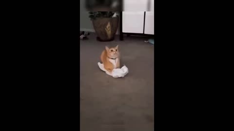 Funniest animal reactions