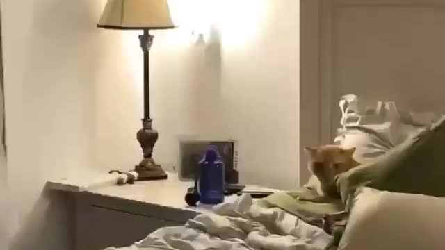 Funny and Cute Cats Videos #166 │ Gadis Sekarwangi