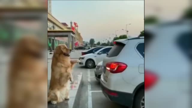 Dog - Cool valet