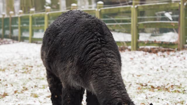 Black Alpaca eating a Grass