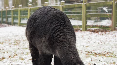 Black Alpaca eating a Grass