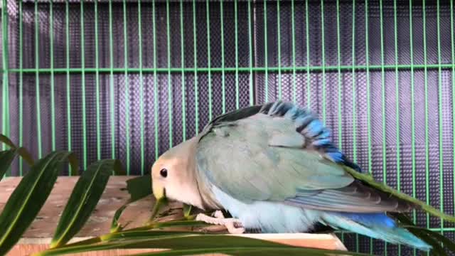 Talking Parrot Algrow plays tune on piano Einsteinparrot, Parrots