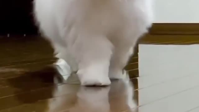 British Beauty 😍 See the description for cat training tips