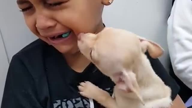 Little Boy Cries over Cute Puppy