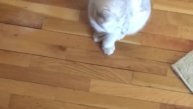 Look How This Cat Is Following Her Momy