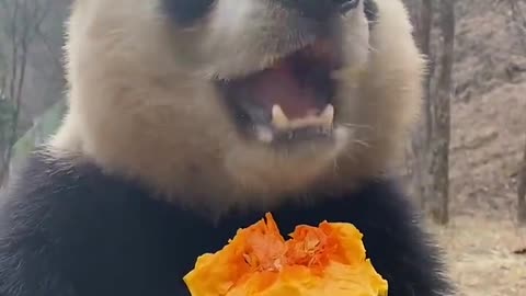 What do pandas eat?