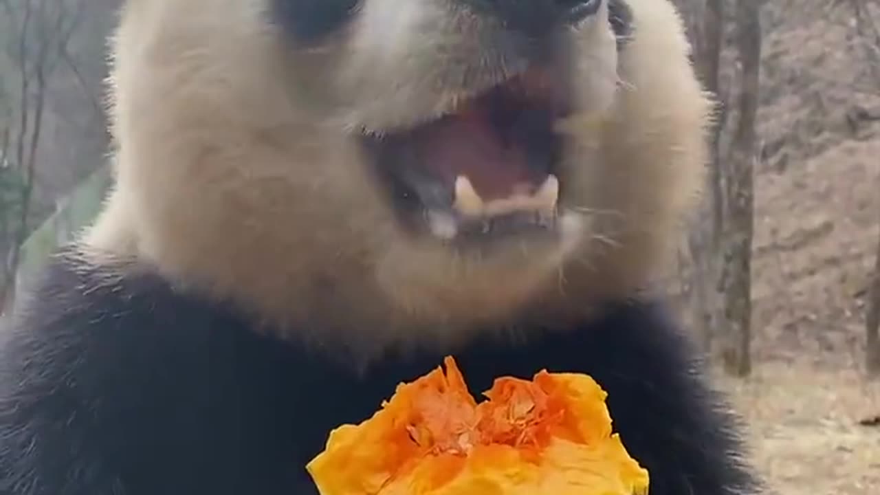 What do pandas eat?