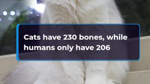 Amazing Facts About Cats