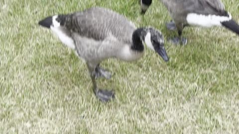 Lot of geese pass the road