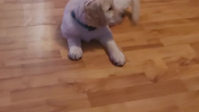 Our Christmas Goldendoodle Finnegan