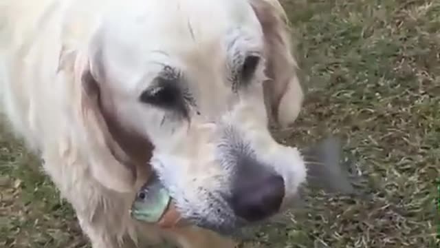 Dog's try to catch fish