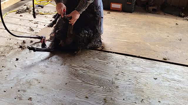 Sheep shearing