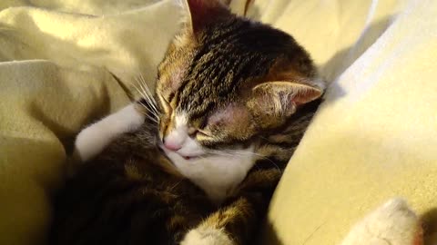 Cute Clean Kitten Washes His Belly