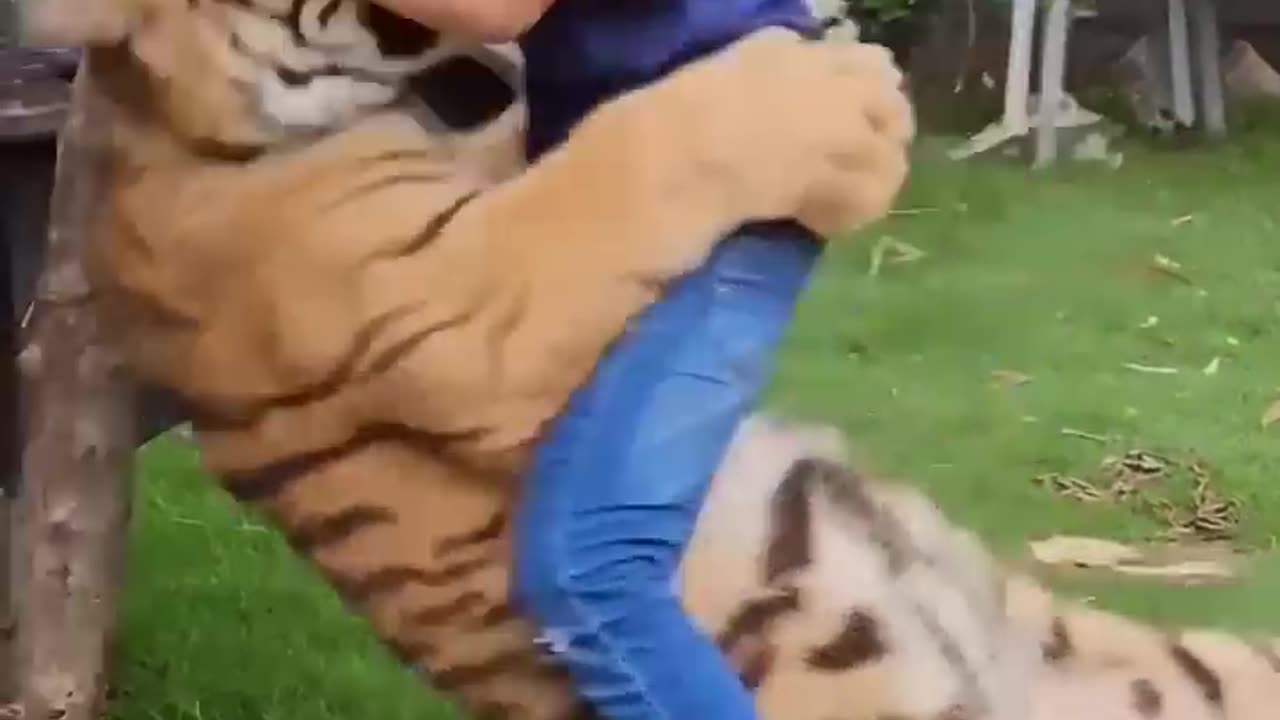 Boy playing with tiger