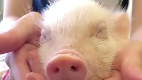 The owner plays with purple lips of the sleepy piglet