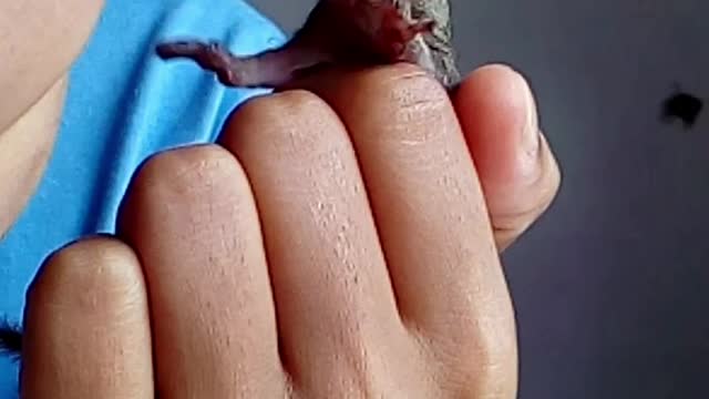 Abandoned Indian baby squirrel feeding.