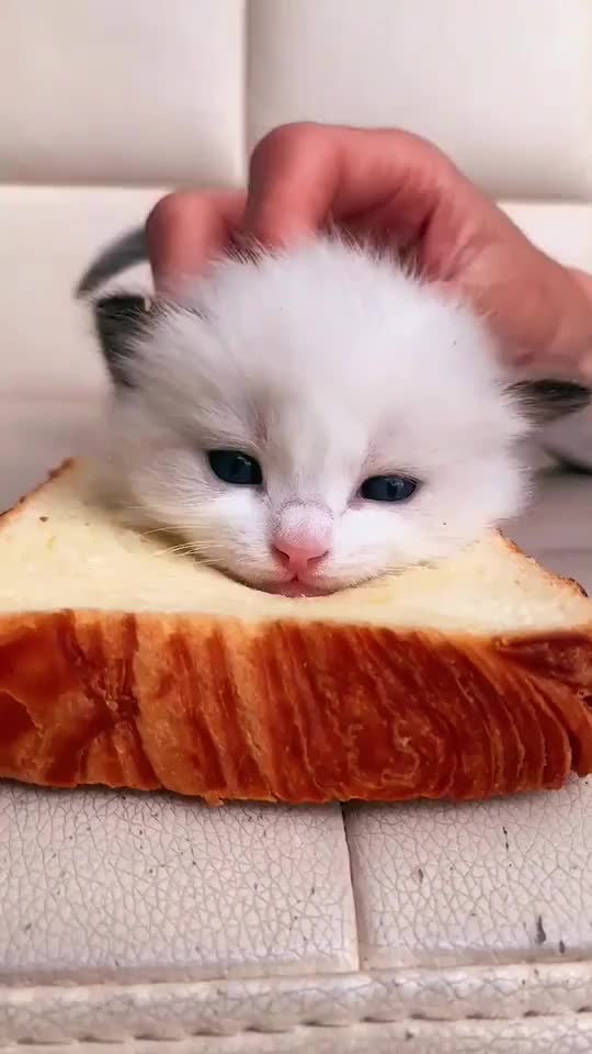 Cute baby cat make toast