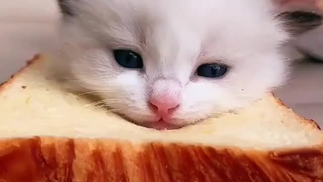 Cute baby cat make toast