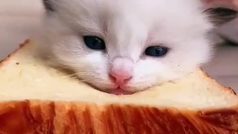 Cute baby cat make toast
