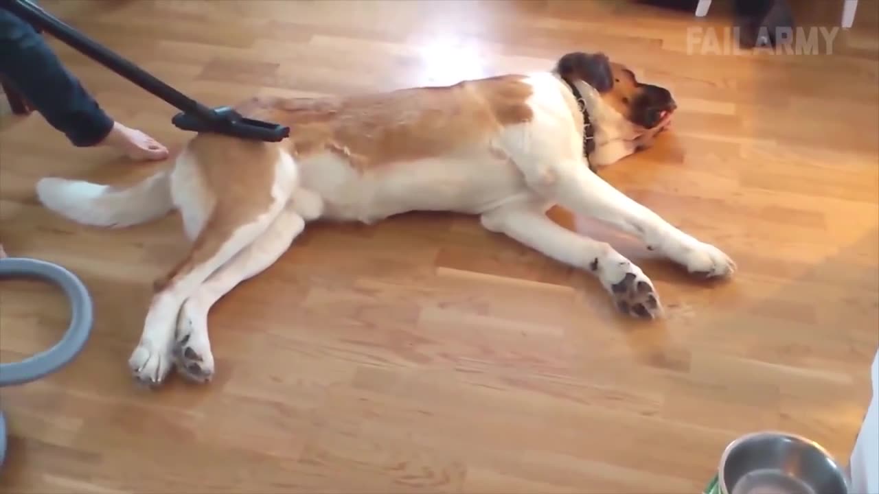 *Try Not To Laugh Challenge* Funny Dogs Fail Compilation | FailArmy