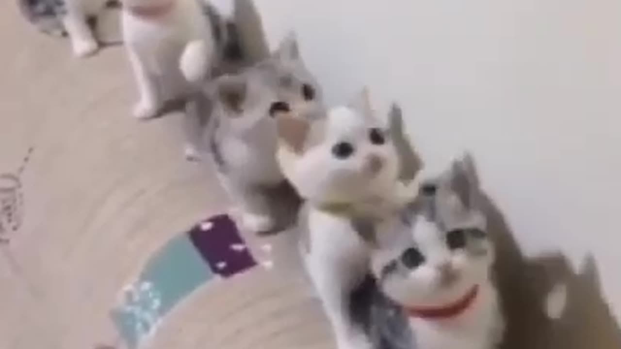 Funny cat video