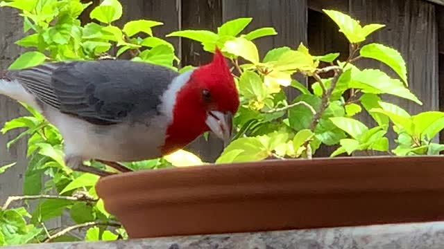 Red Crested Cardinal Female