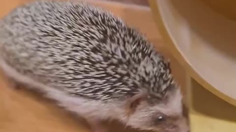 Beautiful Hedgehog exploring the house