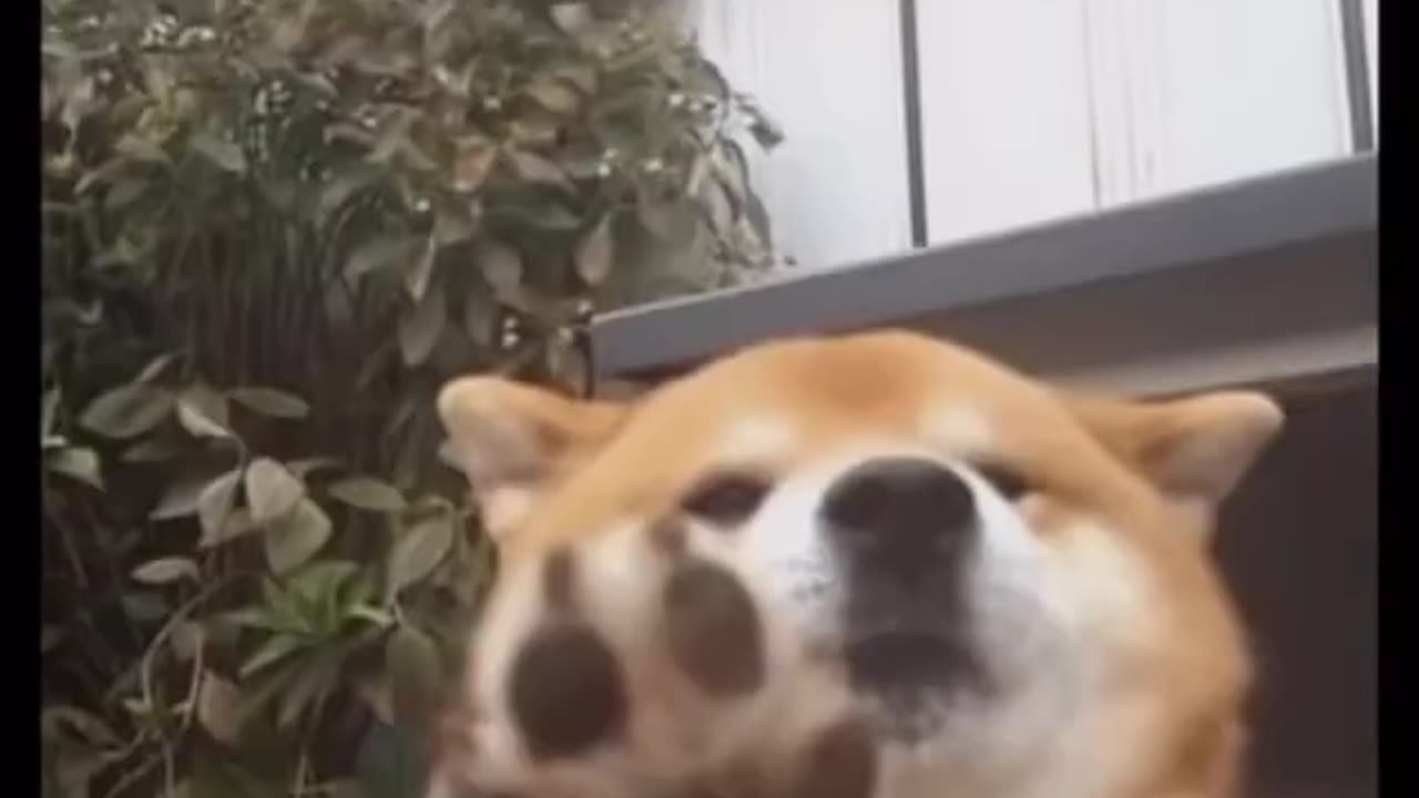 What do you do when you see your bestie?