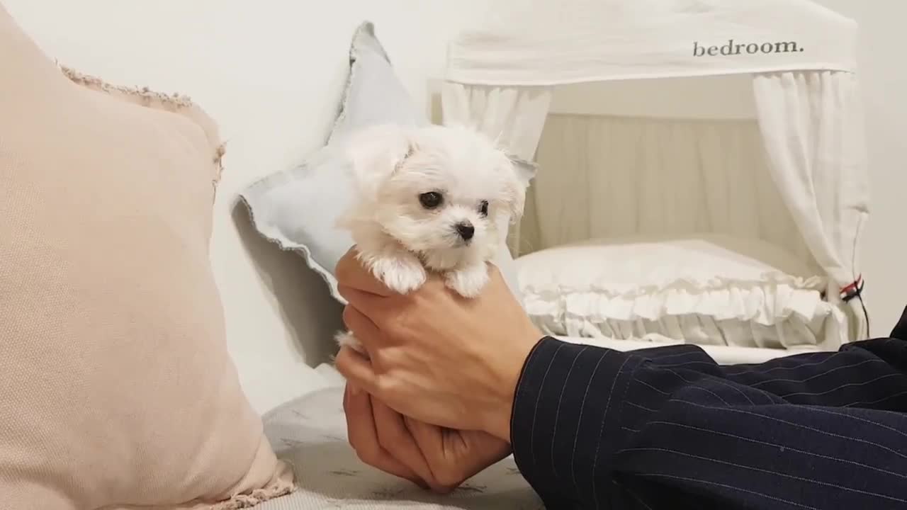 Tiny Teacup Maltese