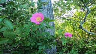 Wild Roses