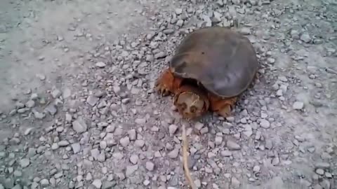 Crazy Turtle