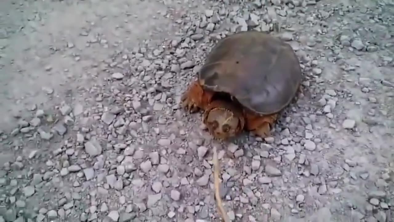 Crazy Turtle