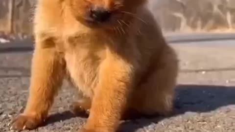 Cute puppy video