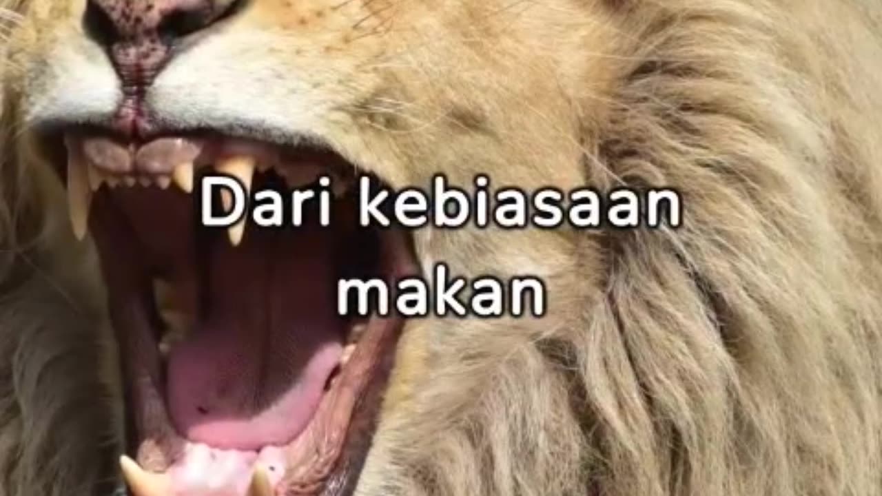 SINGA SIMBOL KEKUATAN DAN KEBERANIAN