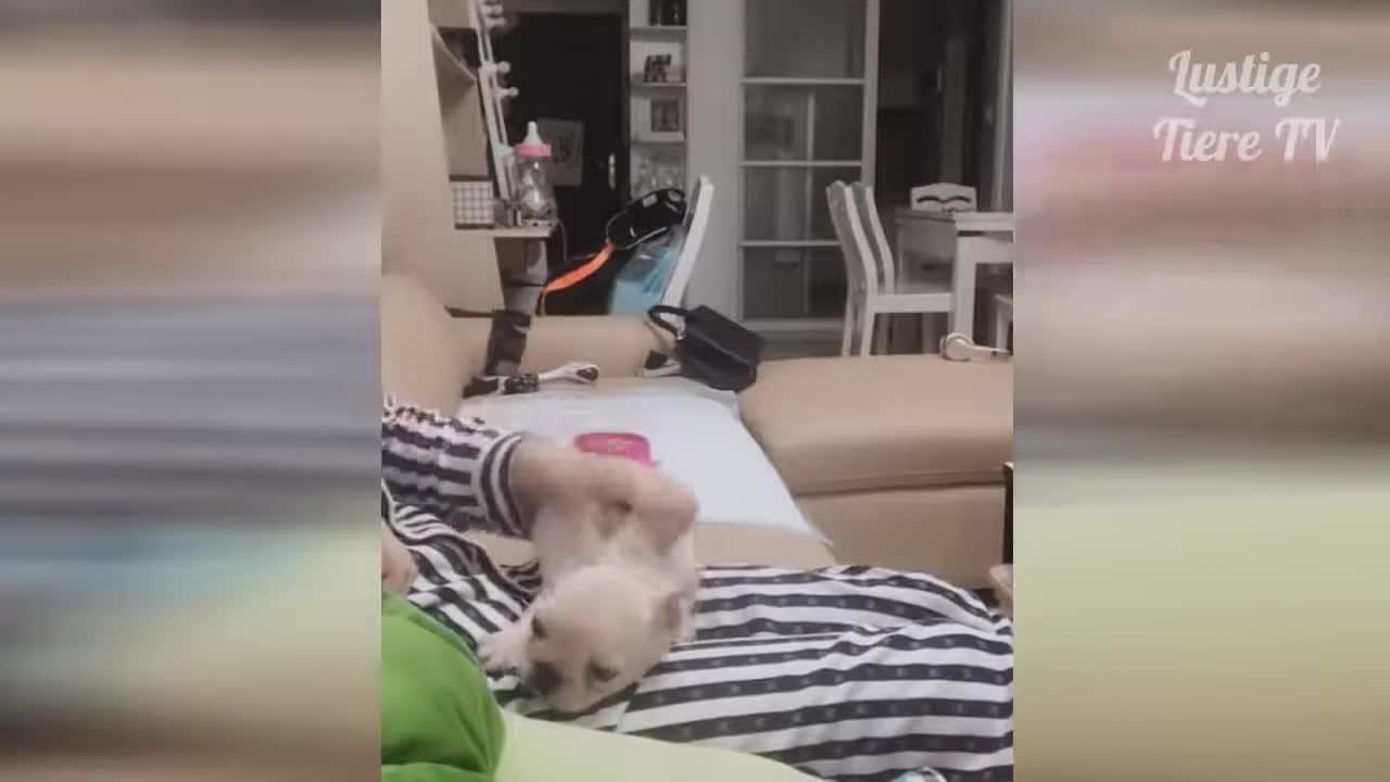 Funny Animals That make you laugh