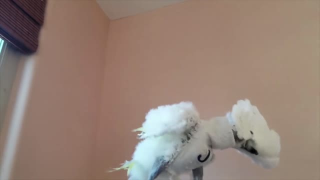 How to dance a cute parrot with his girlfriend